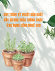Quy trình kỹ thuật sản xuất cây hương thảo trồng chậu ứng dụng công nghệ cao