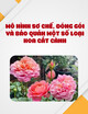 Mô hình sơ chế, đóng gói và bảo quản một số loại hoa cắt cành